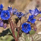 California Bluebell Phacelia Seeds online shopping
