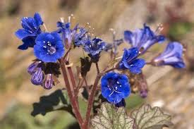 California Bluebell Phacelia Seeds online shopping