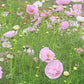Cupcake Blush Cosmos Seeds online shopping
