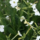 Jasmine Tobacco Nicotiana Seeds online shopping
