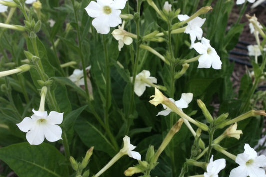 Jasmine Tobacco Nicotiana Seeds online shopping