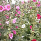 Indian Spring Hollyhocks Seeds online shopping