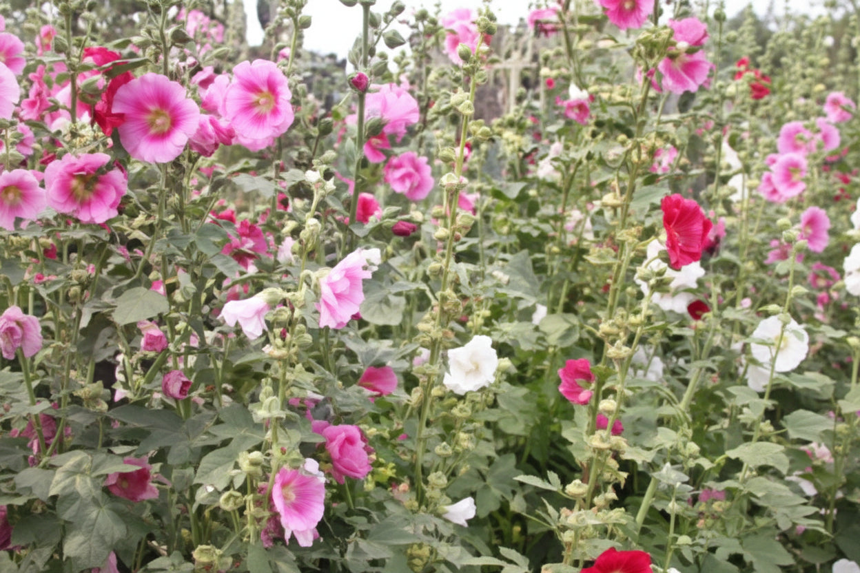 Indian Spring Hollyhocks Seeds online shopping