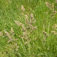 Orchard Grass Seeds online shopping