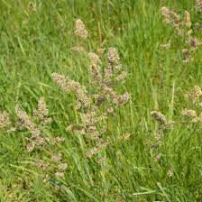 Orchard Grass Seeds online shopping