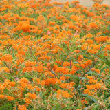 Butterfly Bush Milkweed Seeds online shopping