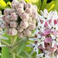 Showy Milkweed Seeds online shopping