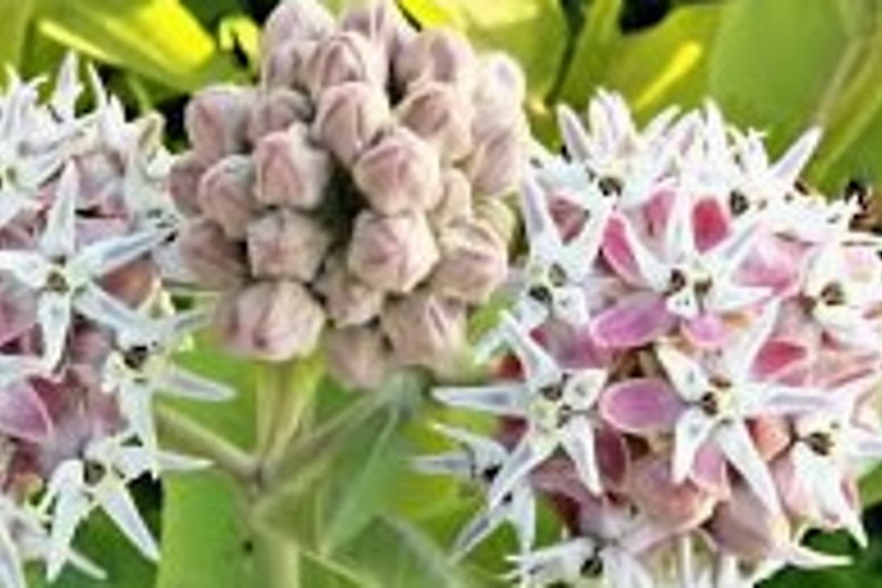Showy Milkweed Seeds online shopping