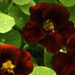 Black Velvet Nasturtium Seeds online shopping