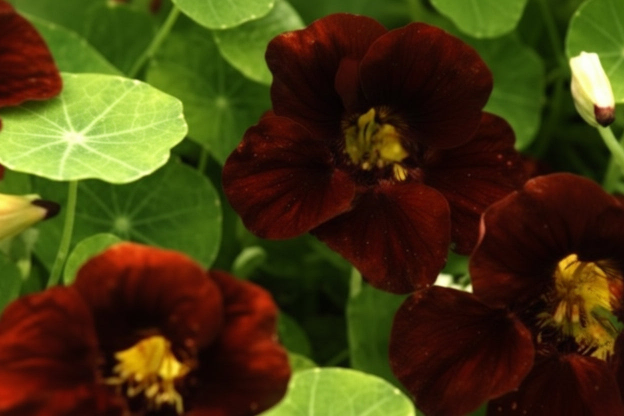 Black Velvet Nasturtium Seeds online shopping