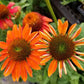 Cheyenne Spirit Echinacea Seeds online shopping