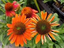 Cheyenne Spirit Echinacea Seeds online shopping