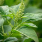 Callaloo Amaranth Seeds online shopping