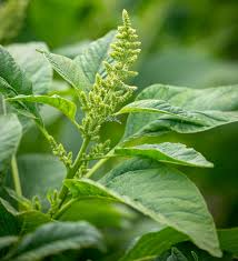 Callaloo Amaranth Seeds online shopping