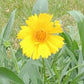 Lanceleaf Coreopsis Seeds online shopping
