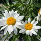 Madonna Daisy Seeds online shopping