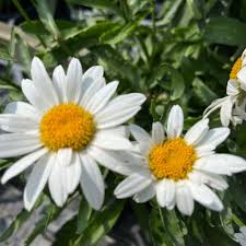 Madonna Daisy Seeds online shopping