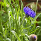 Blue Boy Cornflower Seeds online shopping