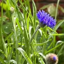 Blue Boy Cornflower Seeds online shopping