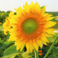 Starburst Greenburst DMR F1 Sunflower Seeds online shopping