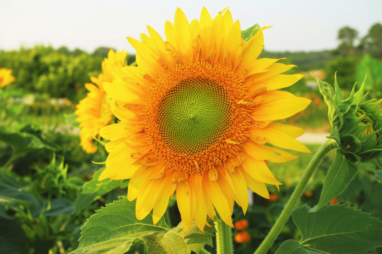 Starburst Greenburst DMR F1 Sunflower Seeds online shopping