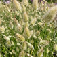 Bunny Tails Ornamental Grass Seeds online shopping