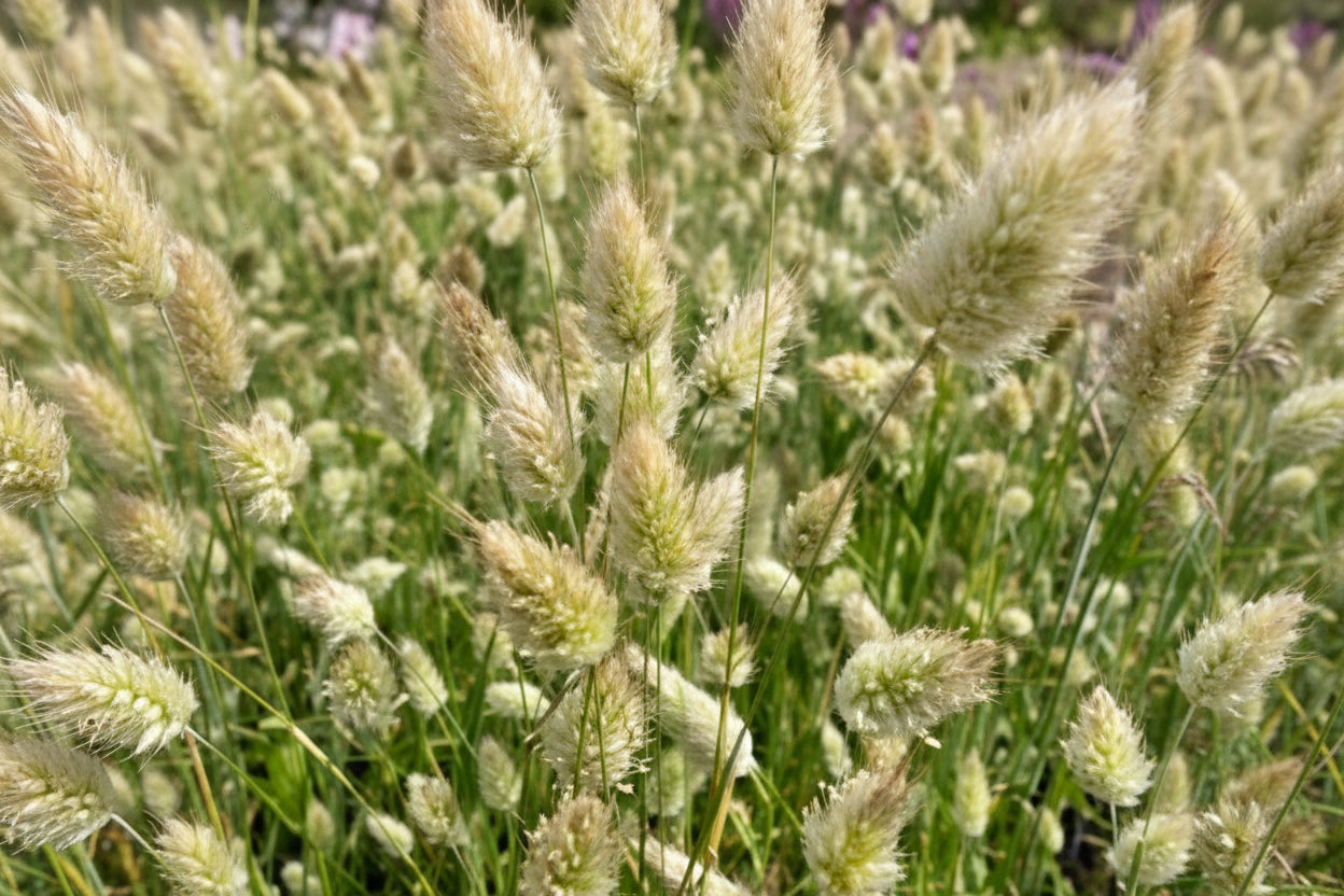 Bunny Tails Ornamental Grass Seeds online shopping
