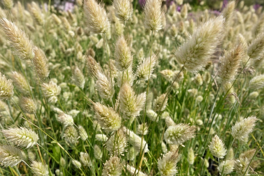 Bunny Tails Ornamental Grass Seeds online shopping