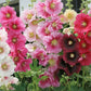 Indian Spring Hollyhocks Seeds online shopping