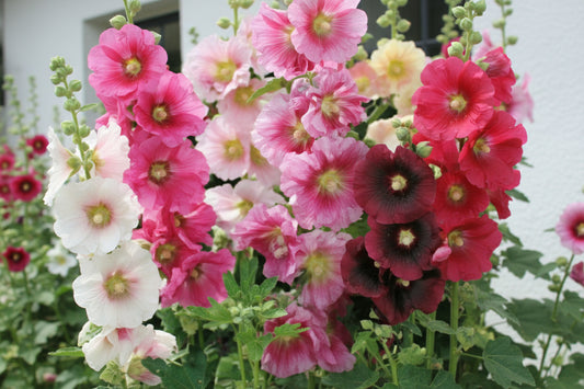 Indian Spring Hollyhocks Seeds online shopping