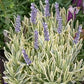 Lavandula angustifolia Super Blue