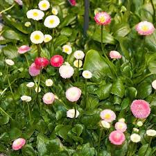 Bellis English Daisy Seeds online shopping