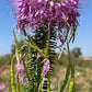 Rocky Mountain Bee Cleome Seeds online shopping