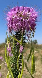 Rocky Mountain Bee Cleome Seeds online shopping