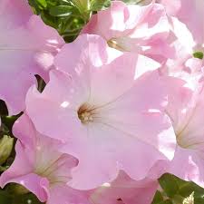 Dreams Appleblossom Pelleted Petunia Seeds online shopping
