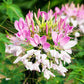 Spider Flower Cleome Seeds online shopping