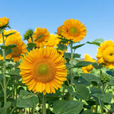 ProCut Gold Lite DMR F1 Sunflower Seeds online shopping