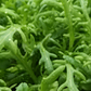 Frilly Edible Chrysanthemum Seeds online shopping