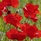 Flanders Poppy Seeds online shopping