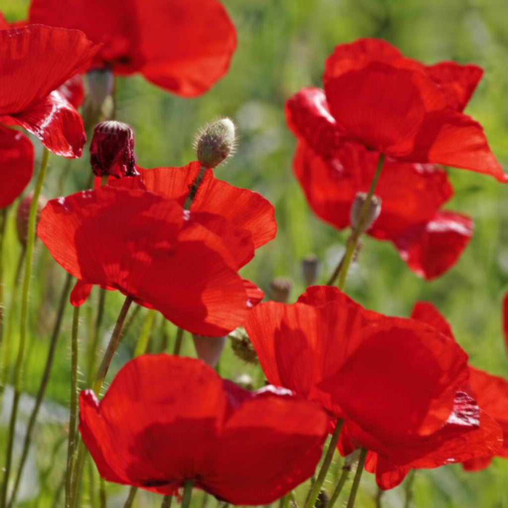 Flanders Poppy Seeds online shopping