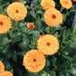 Indian Prince Calendula Seeds online shopping