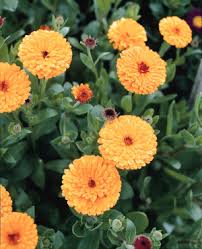 Indian Prince Calendula Seeds online shopping