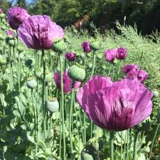 Hungarian Blue Poppy Seeds online shopping