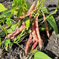 Taylor Horticultural Drying Bean Seeds online shopping