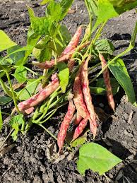 Taylor Horticultural Drying Bean Seeds online shopping