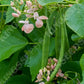 Sunset Runner Bean Seeds online shopping