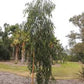 Lemon Bush Eucalyptus Seeds online shopping