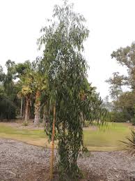 Lemon Bush Eucalyptus Seeds online shopping