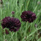 Black Ball Cornflower Seeds online shopping
