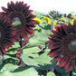 Moulin Rouge Sunflower Seeds online shopping